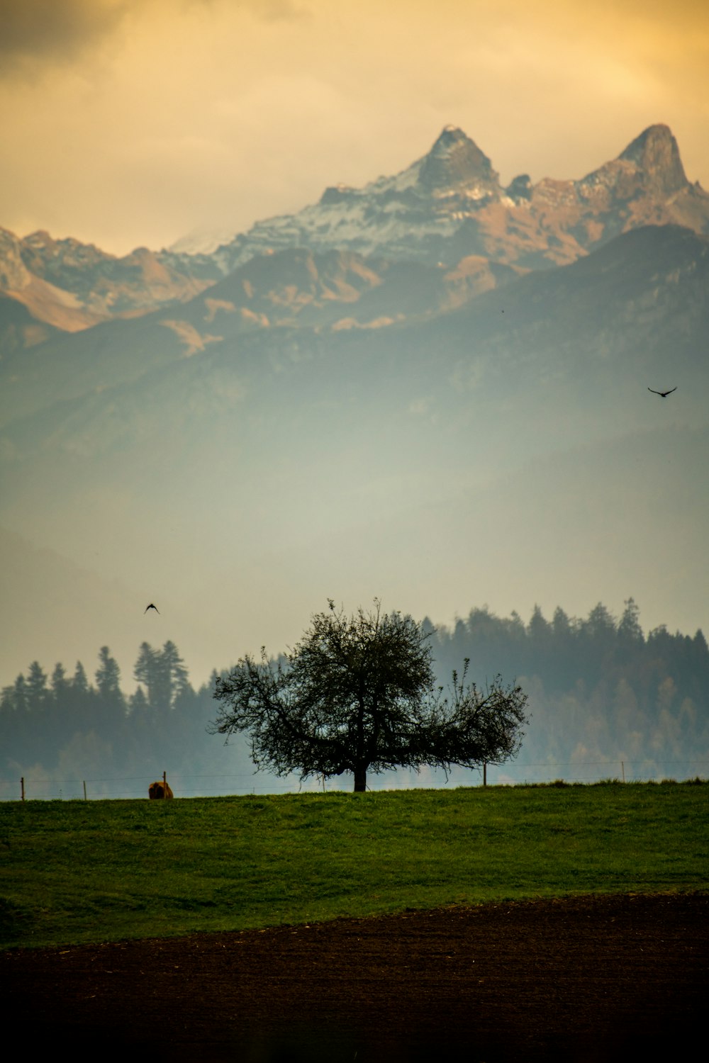 a tree in a field with mountains in the background