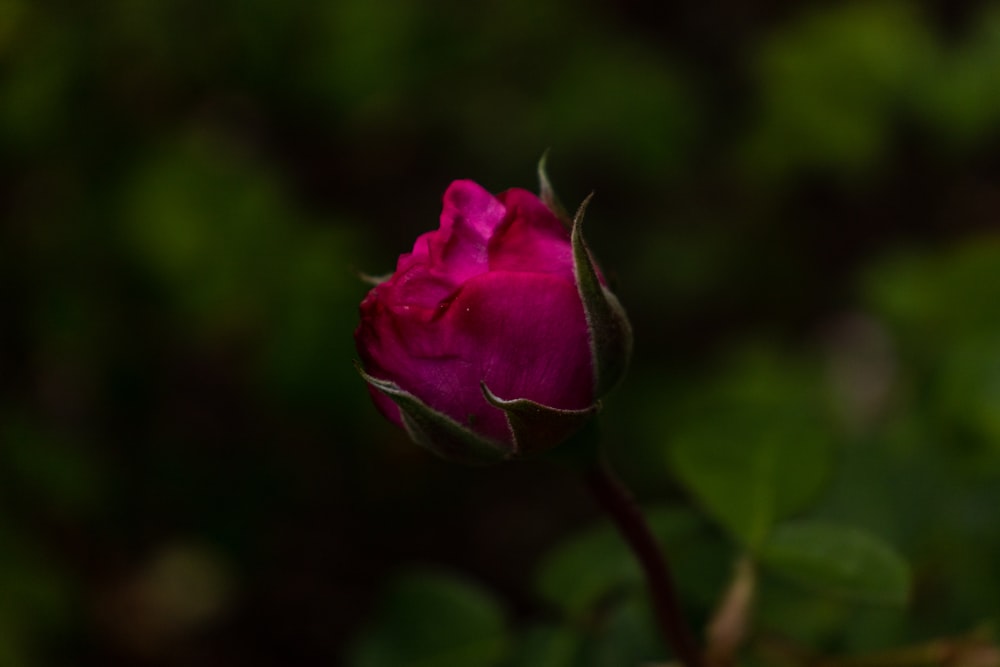 a single pink rose with green leaves in the background