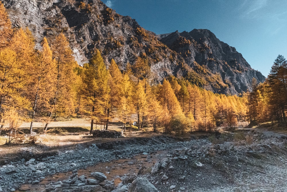 a mountain with trees and rocks in the foreground