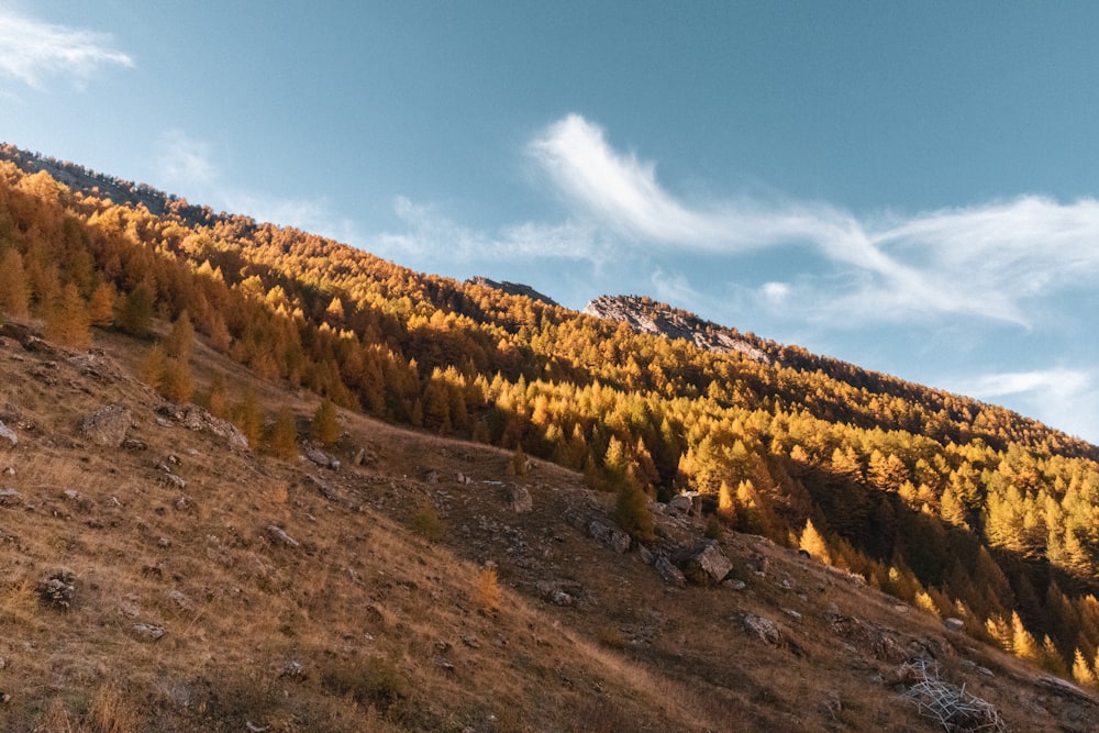 a hill with a bunch of trees on top of it