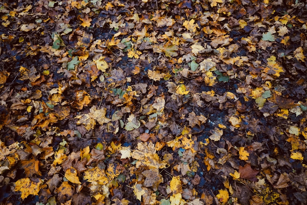 um monte de folhas que estão deitadas no chão