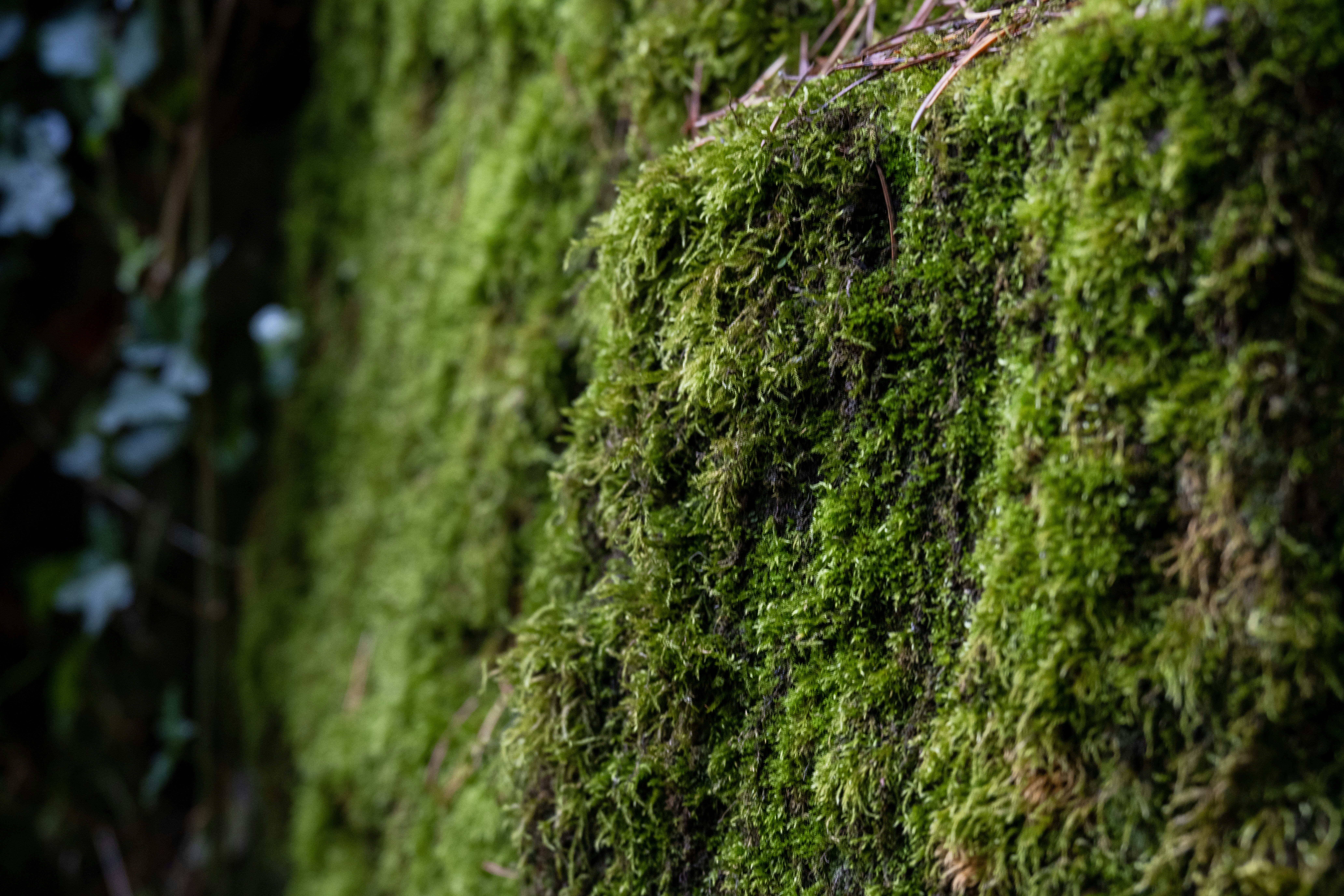 Photo by gabor_koszegi