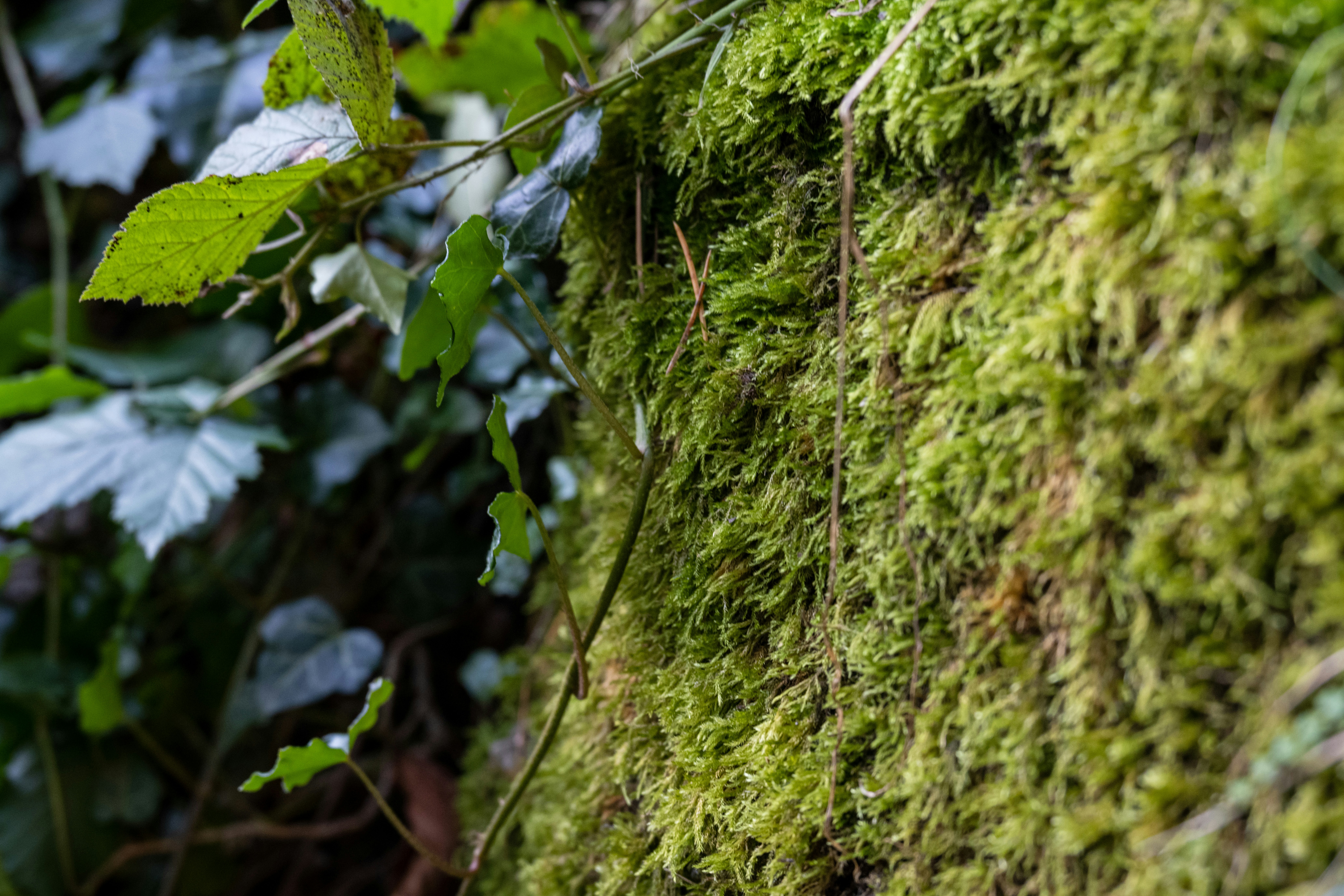 Photo by gabor_koszegi