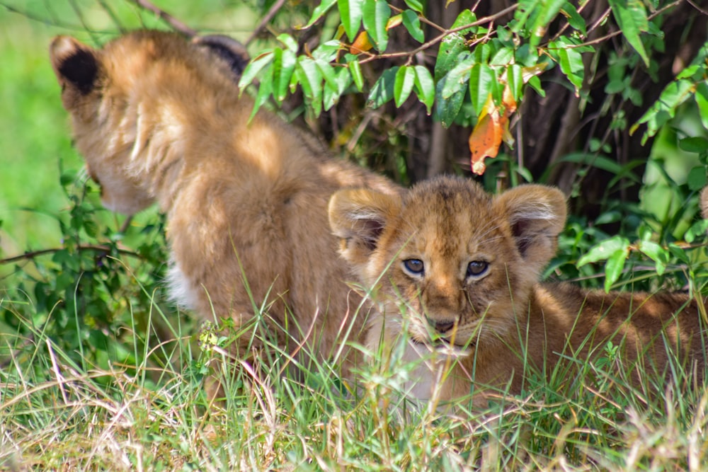 a small lion cub sitting in the grass next to a tree