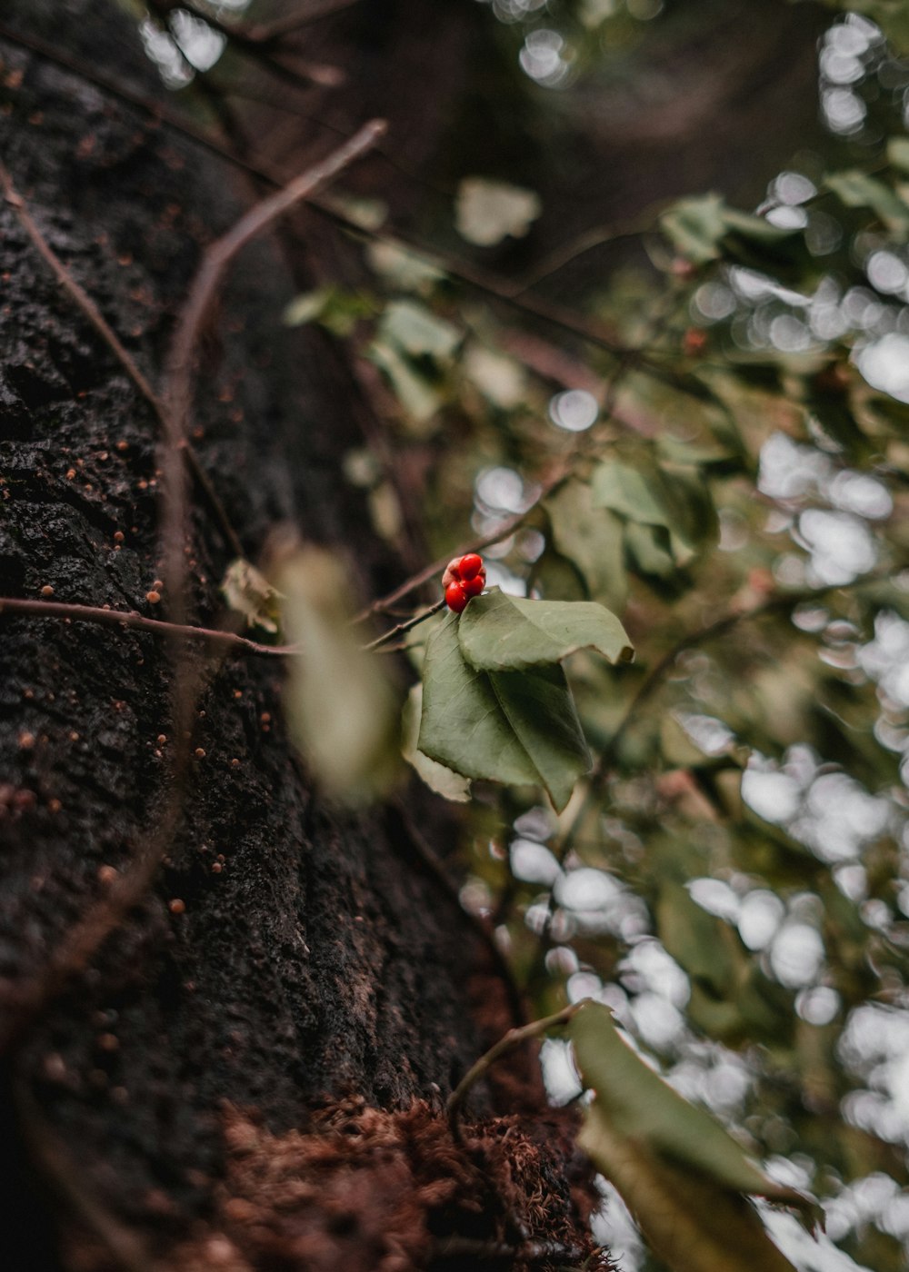 a holly plant with a red berry on it