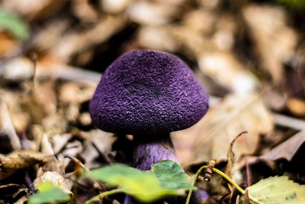 a purple mushroom sitting on the ground in the woods