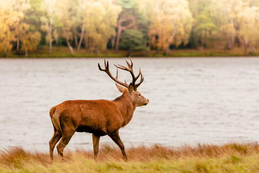 a deer standing in front of a body of water