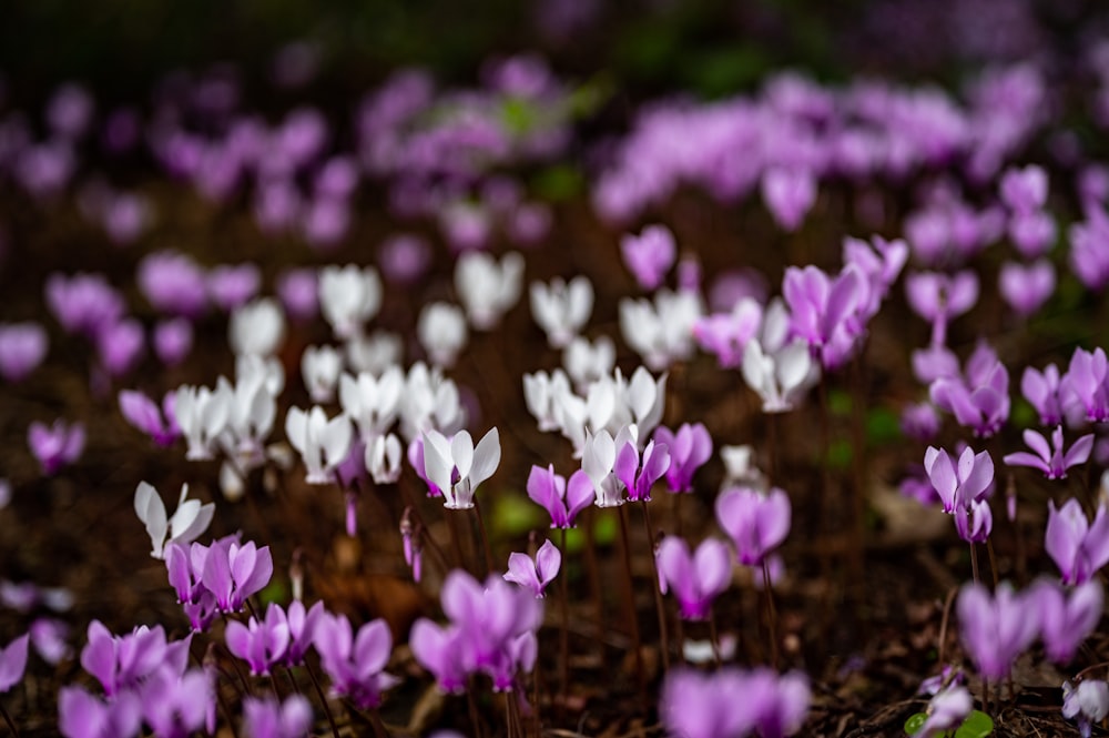 a field of purple and white flowers in the dirt