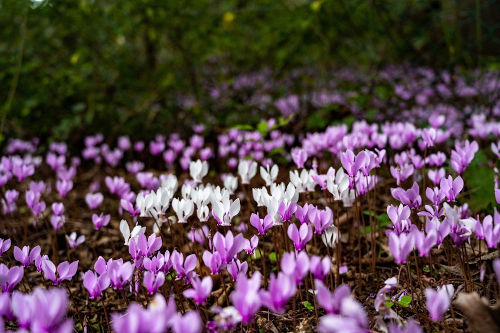 a field of purple and white flowers in the woods