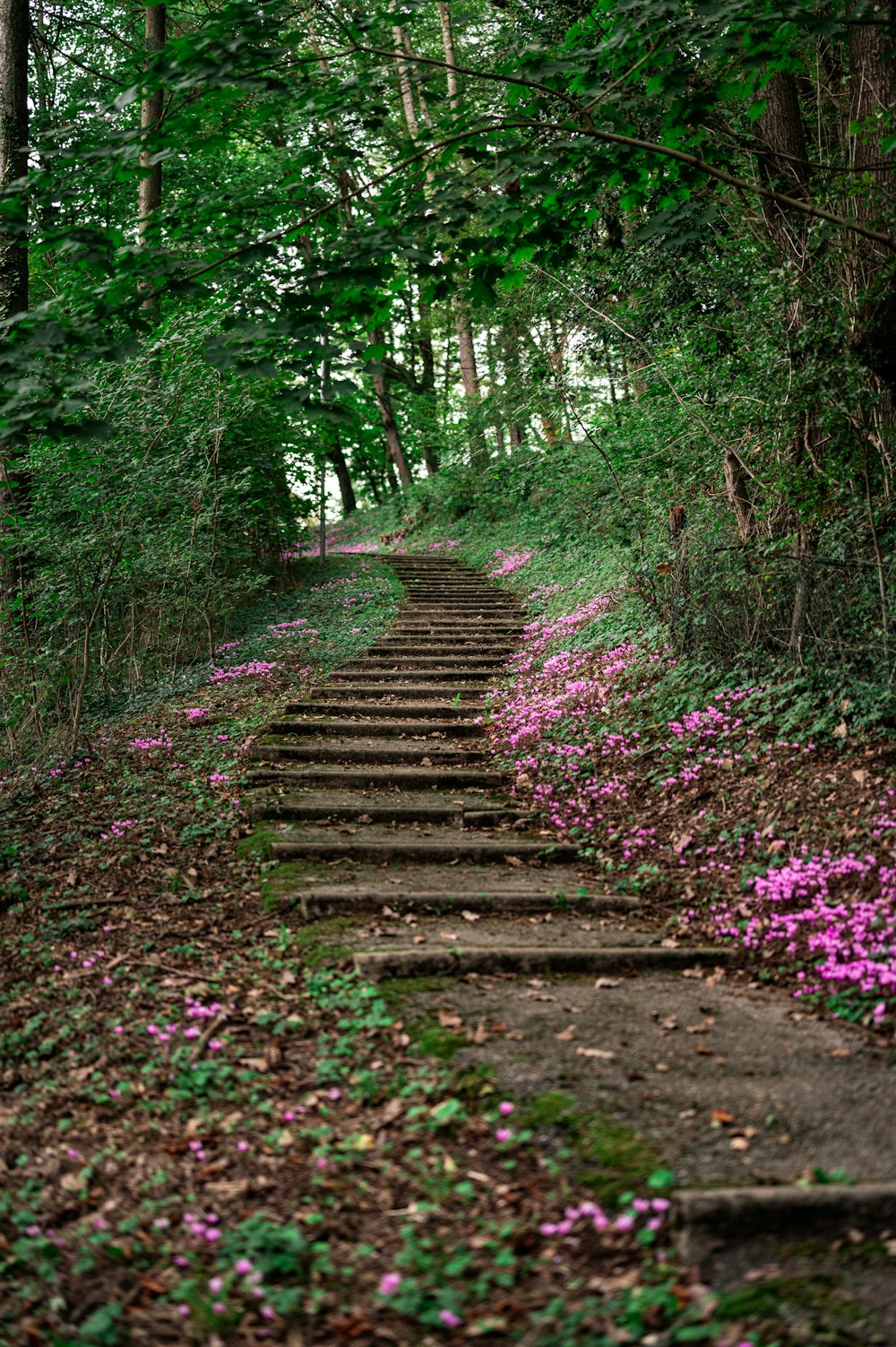a set of steps leading up to a forest filled with pink flowers