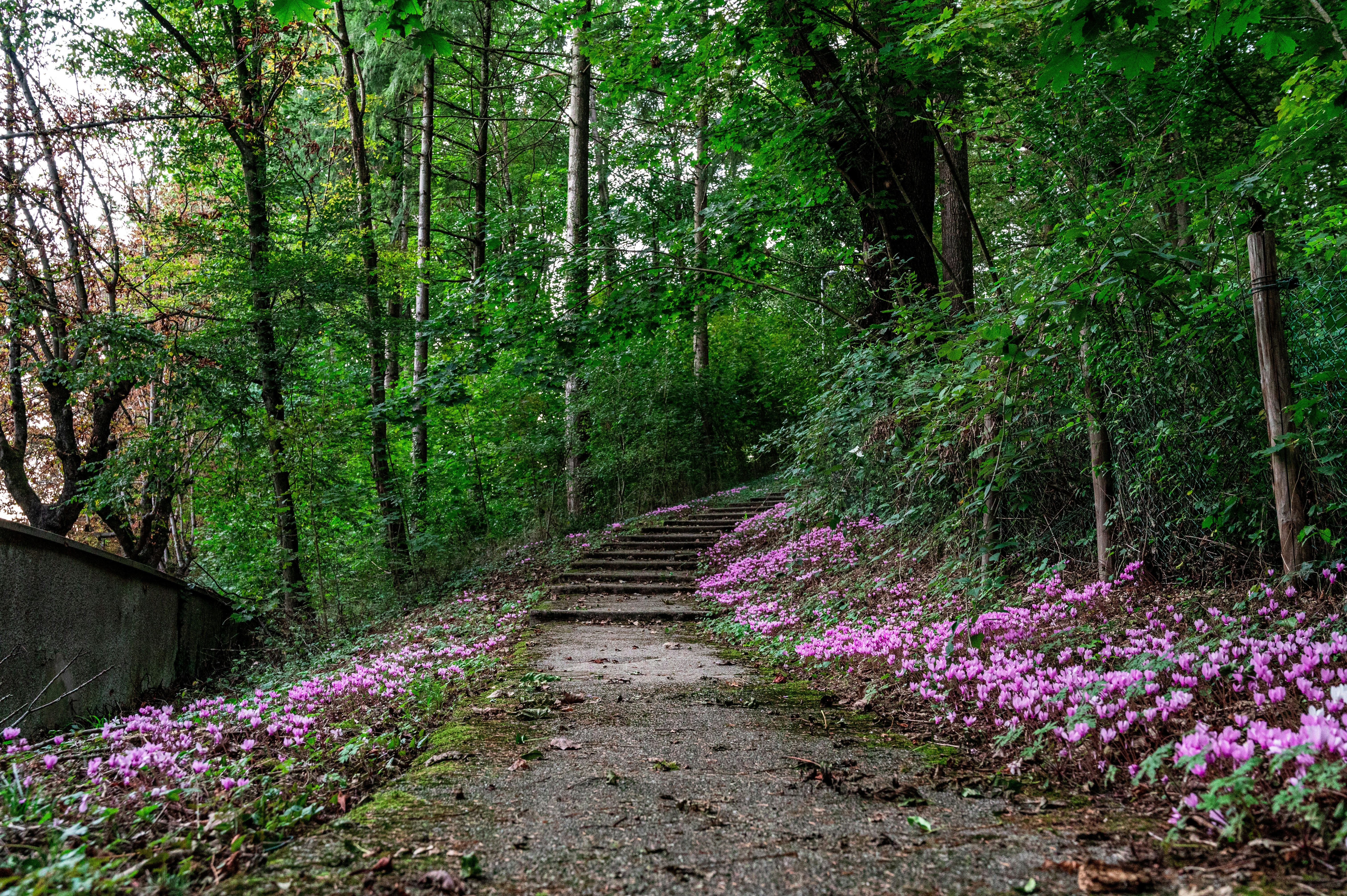 A path in the woods with purple flowers photo – Free Wallpaper Image on ...
