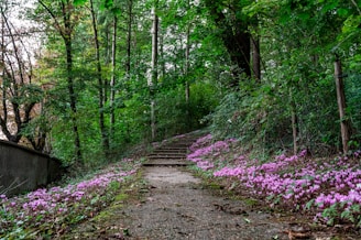 a path in the woods with purple flowers