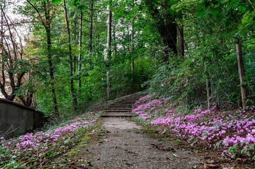 a path in the woods with purple flowers