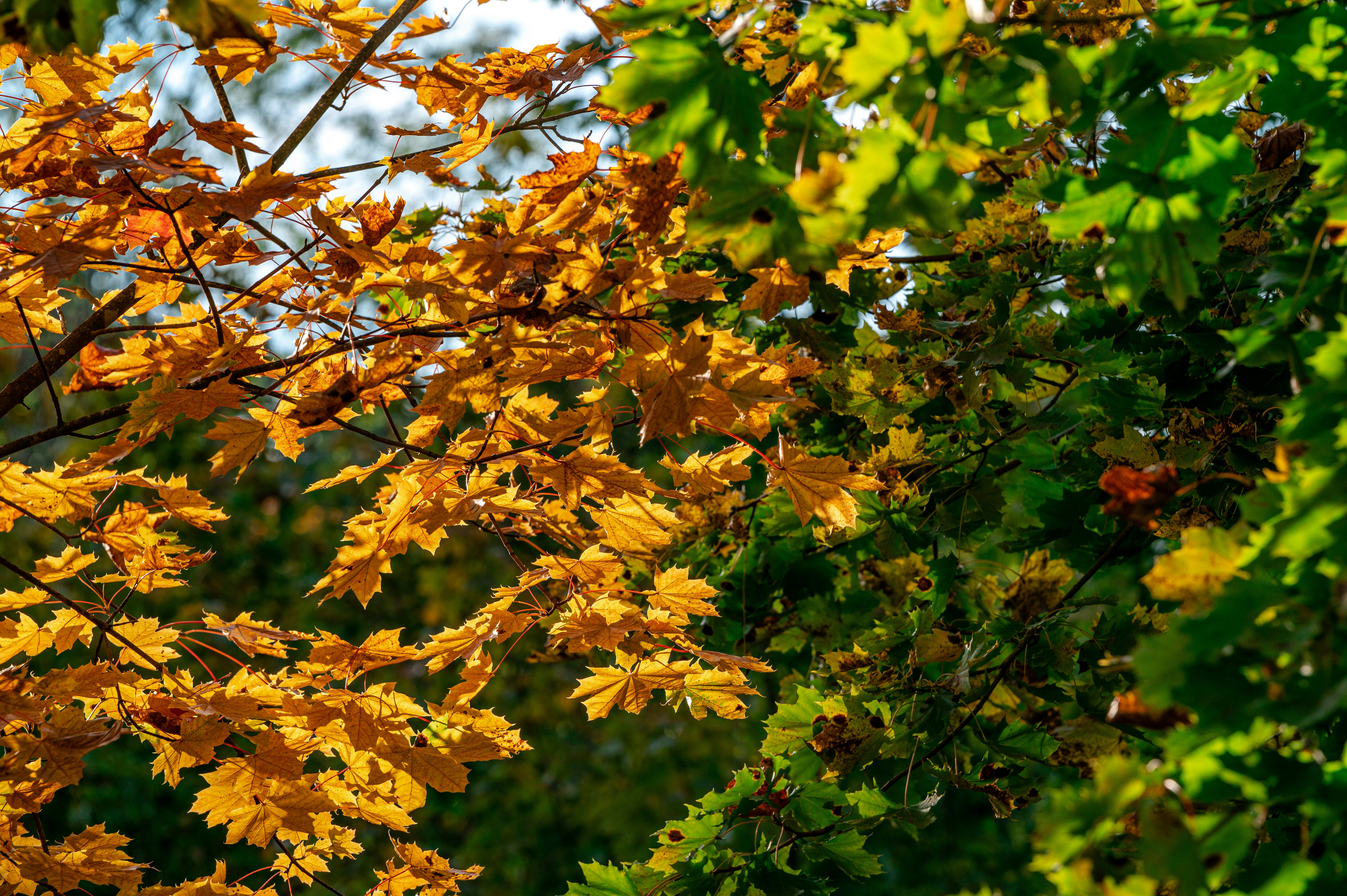 a tree with yellow leaves and green leaves