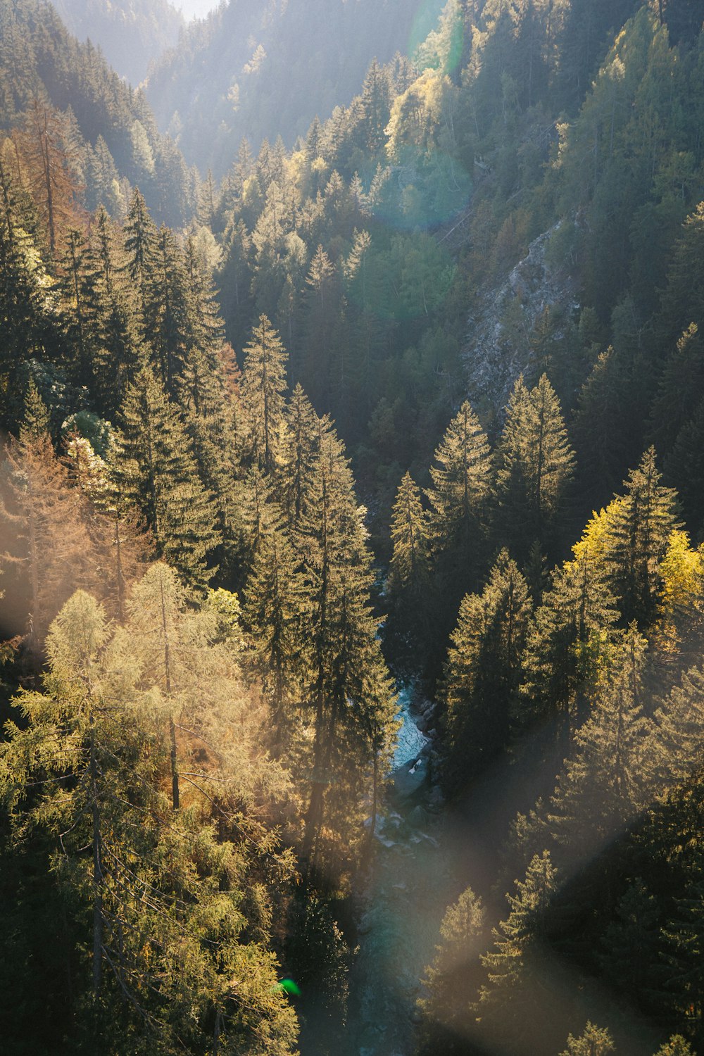 a river running through a lush green forest