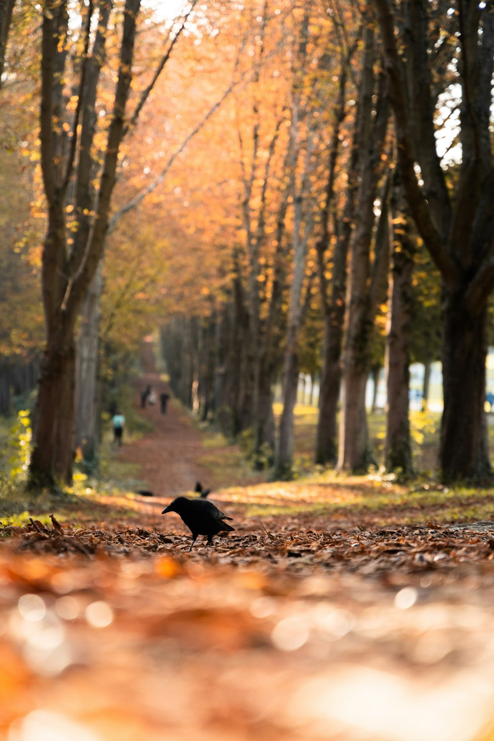 a black bird standing in the middle of a forest