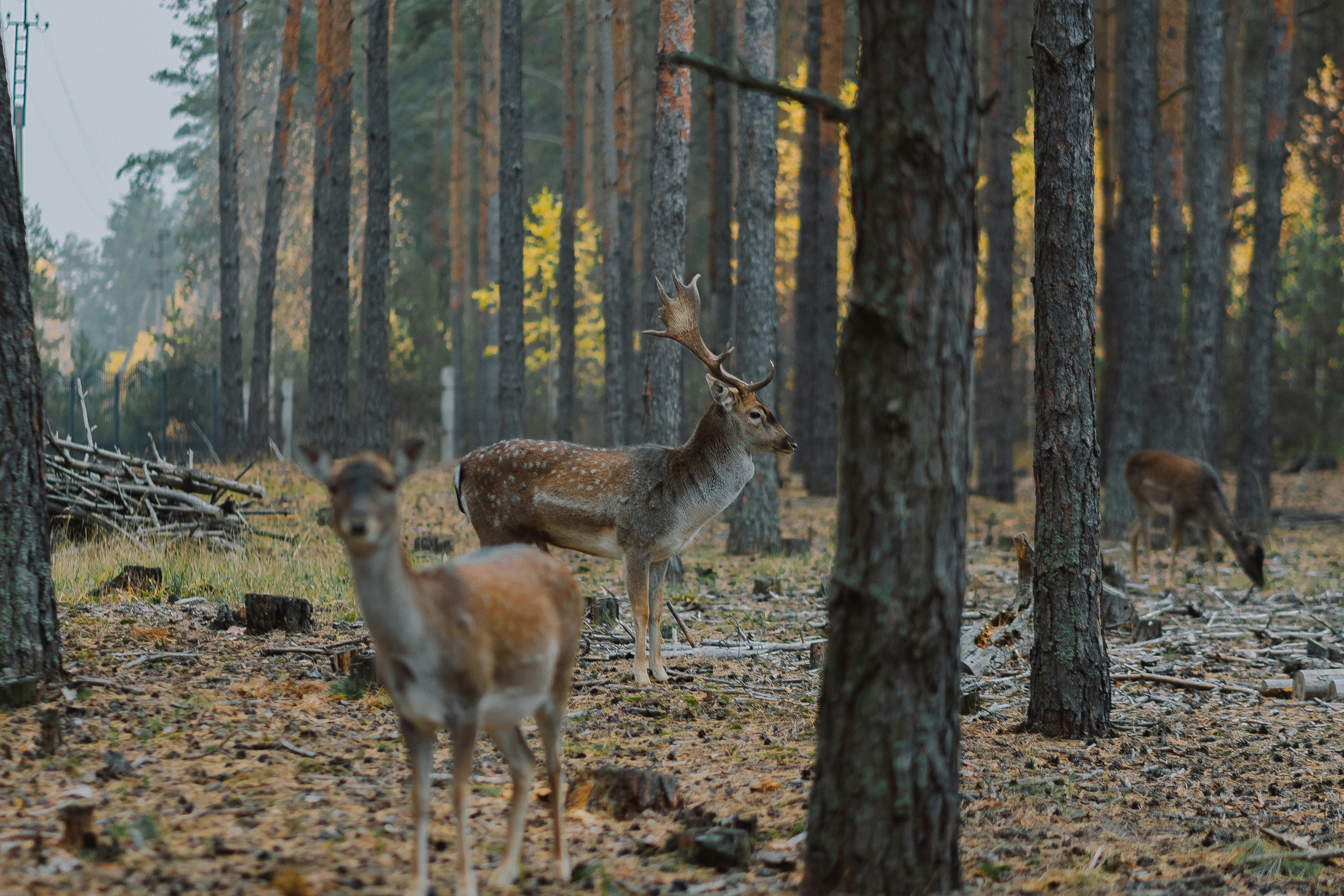 Photo by eugenechystiakov