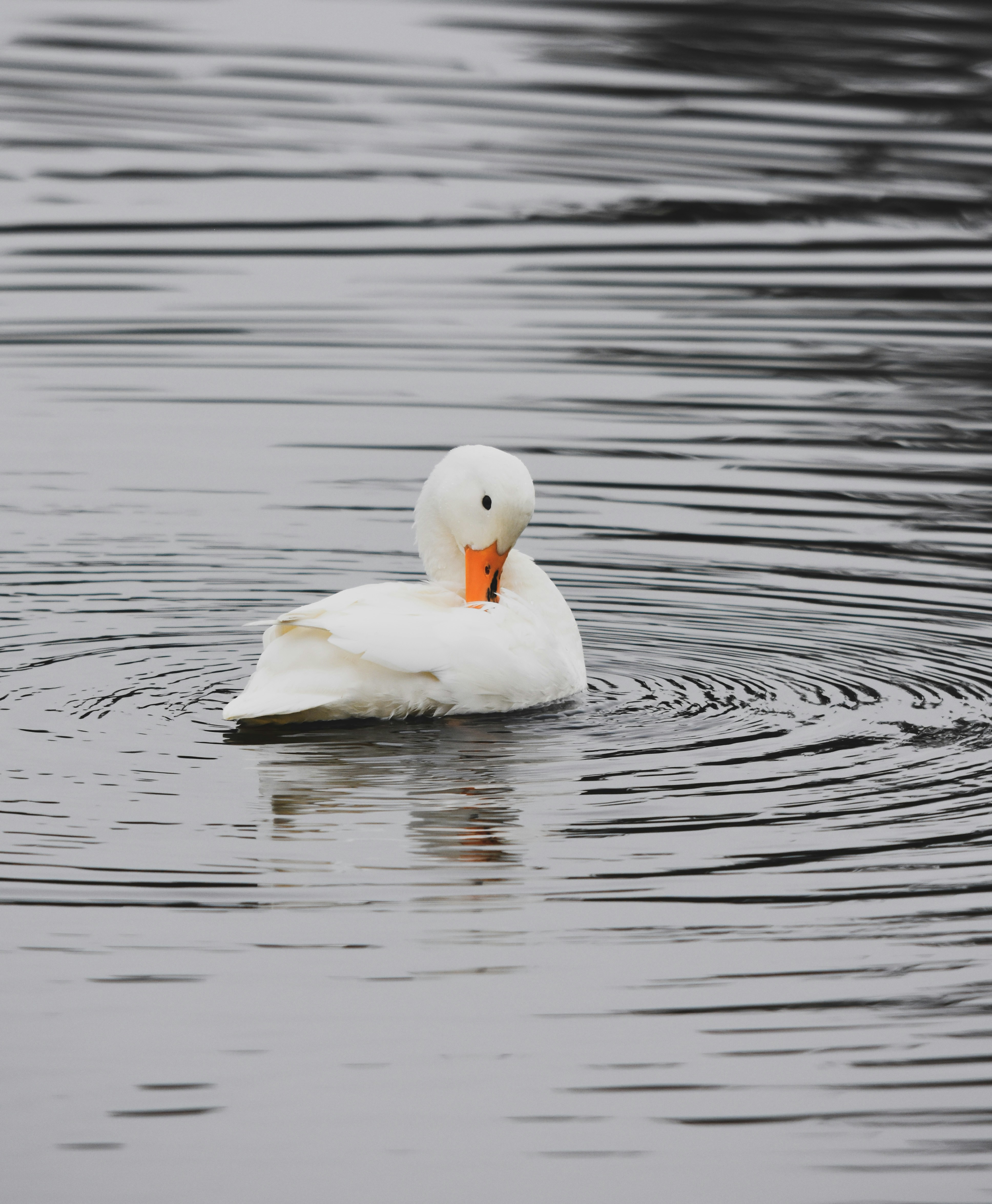 Photo by niklasjonasson