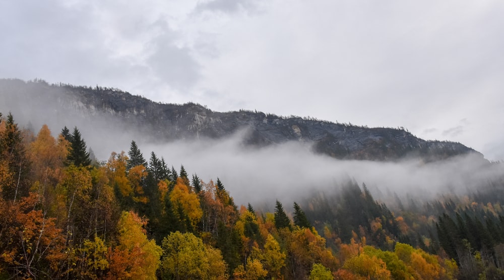 a mountain covered in clouds and trees