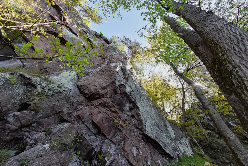 a rocky cliff with trees growing on top of it