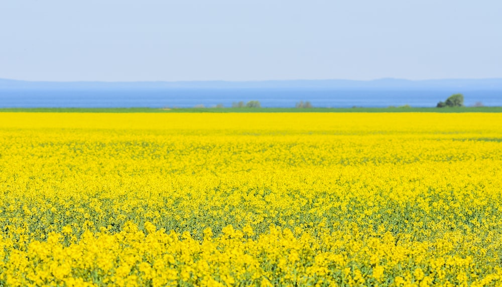 a large field of yellow flowers with mountains in the background