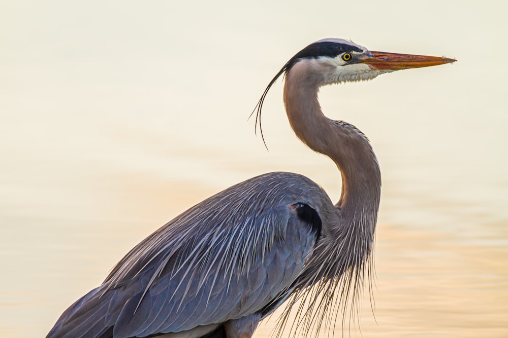Un pájaro con un cuello largo parado en el agua