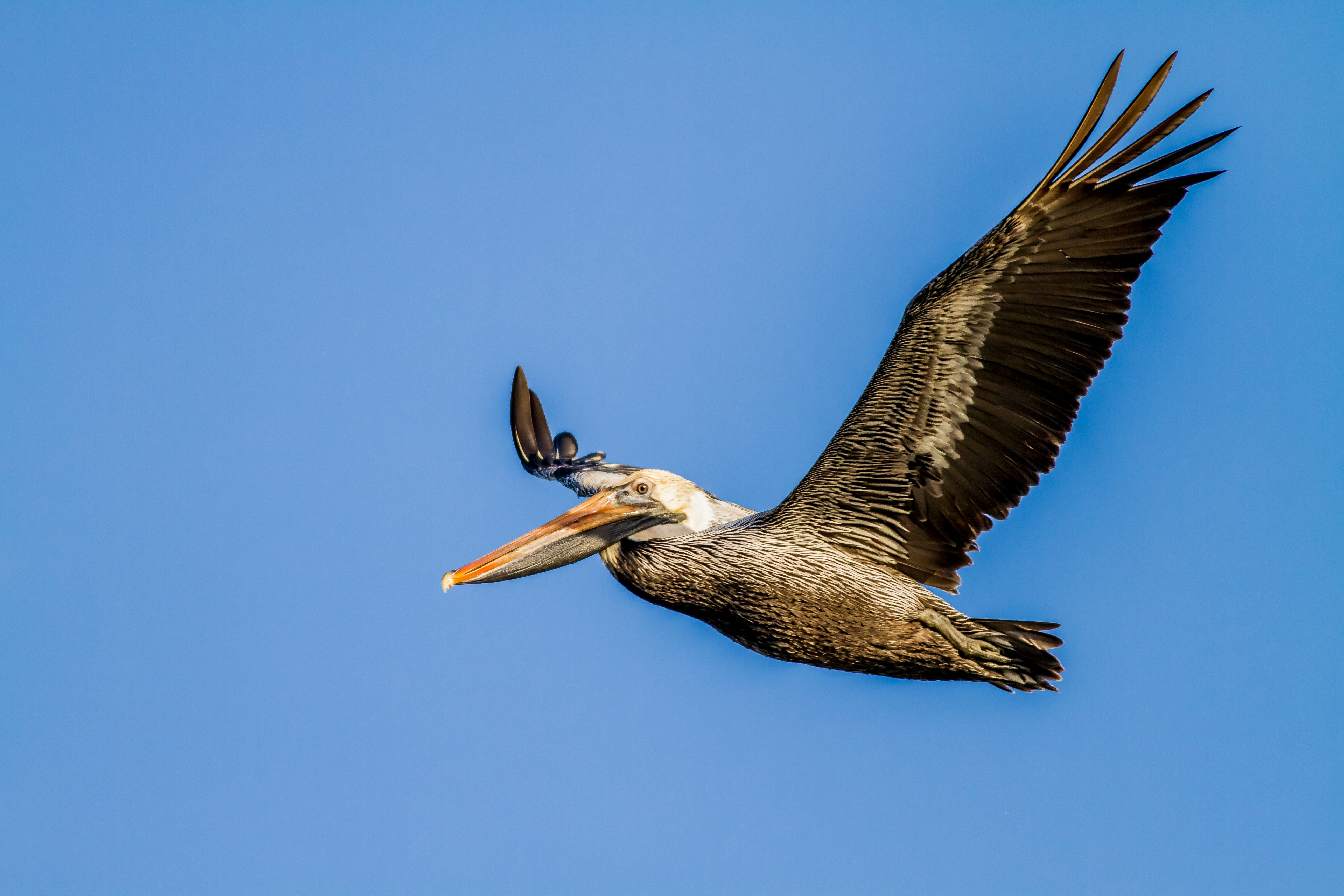 A brown pelican soars with ease in Fort Myers Beach, FL