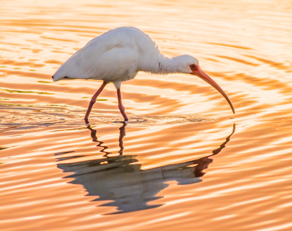 a white bird with a long beak standing in the water