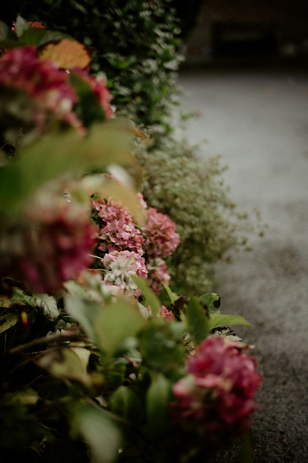 a bunch of flowers that are next to a road