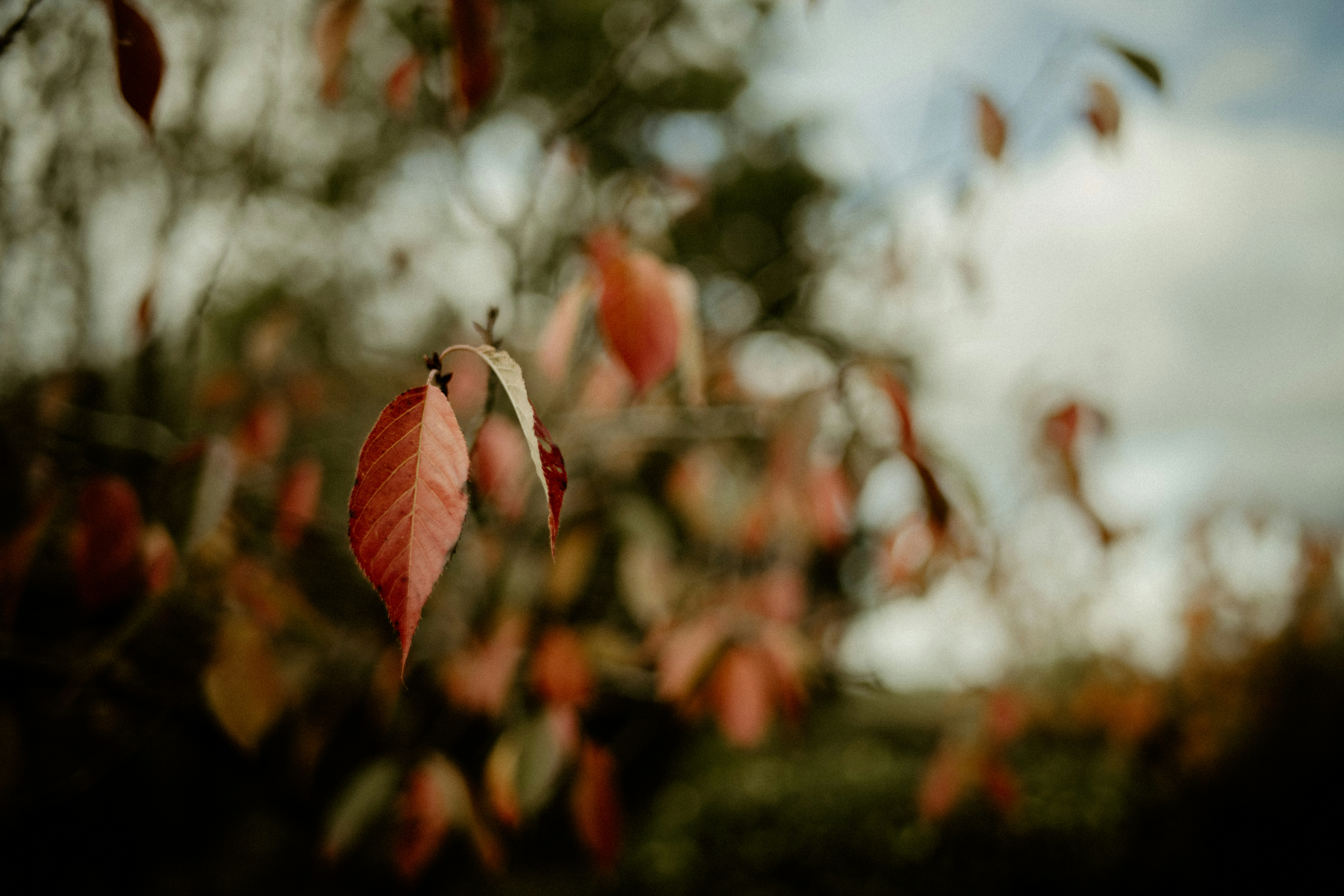 Photo by anniespratt