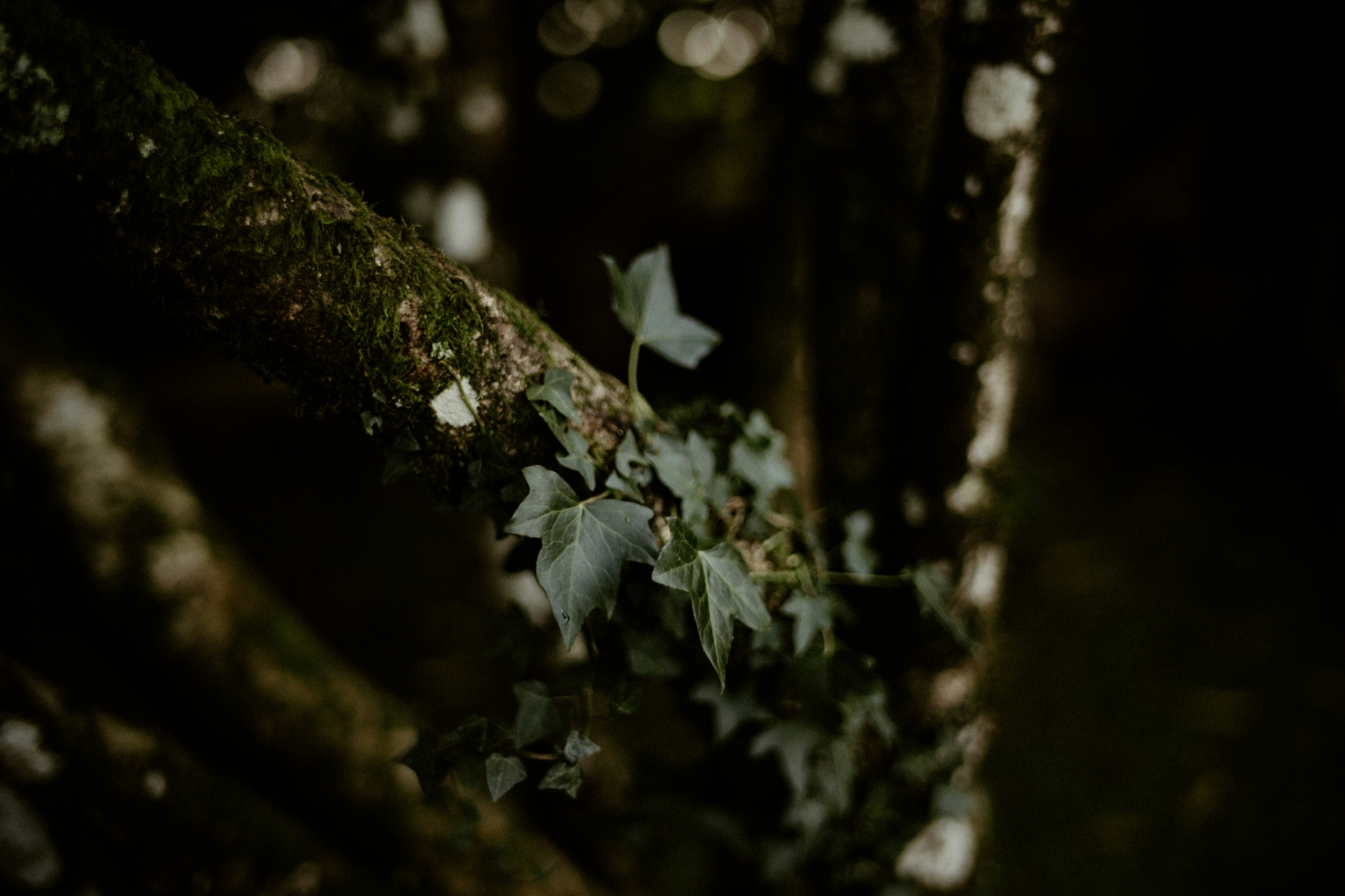 Photo by anniespratt