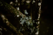a branch of a tree covered in green leaves