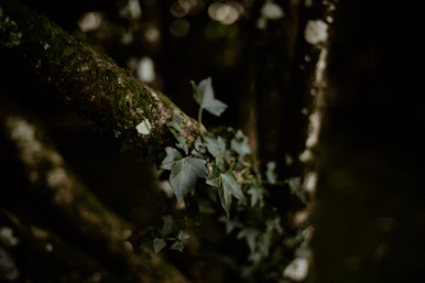 a branch of a tree covered in green leaves