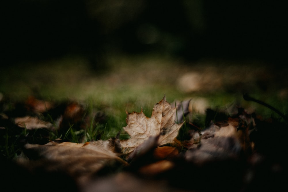 a close up of leaves on the ground