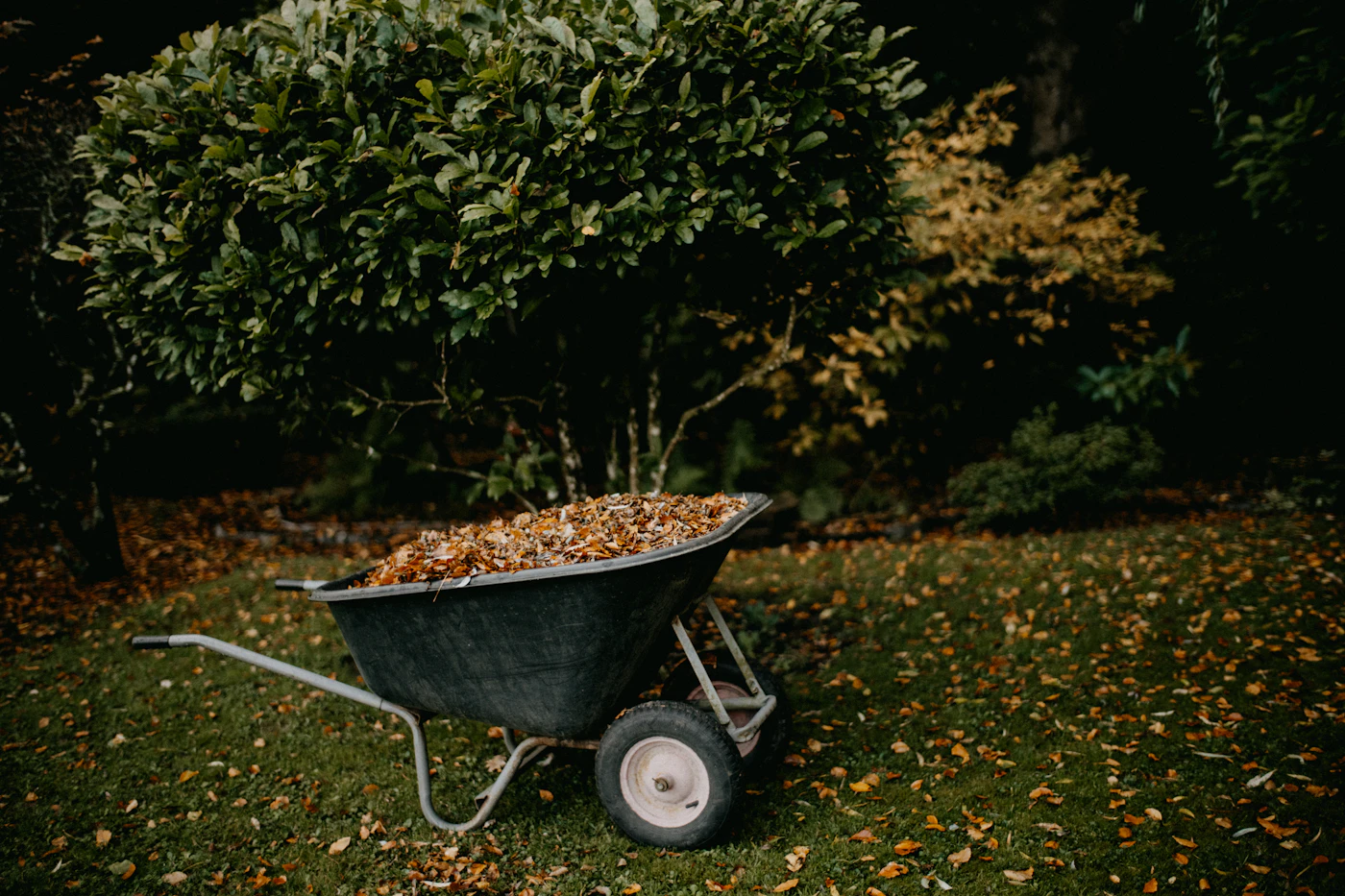 Yard cleanup Kalamazoo MI