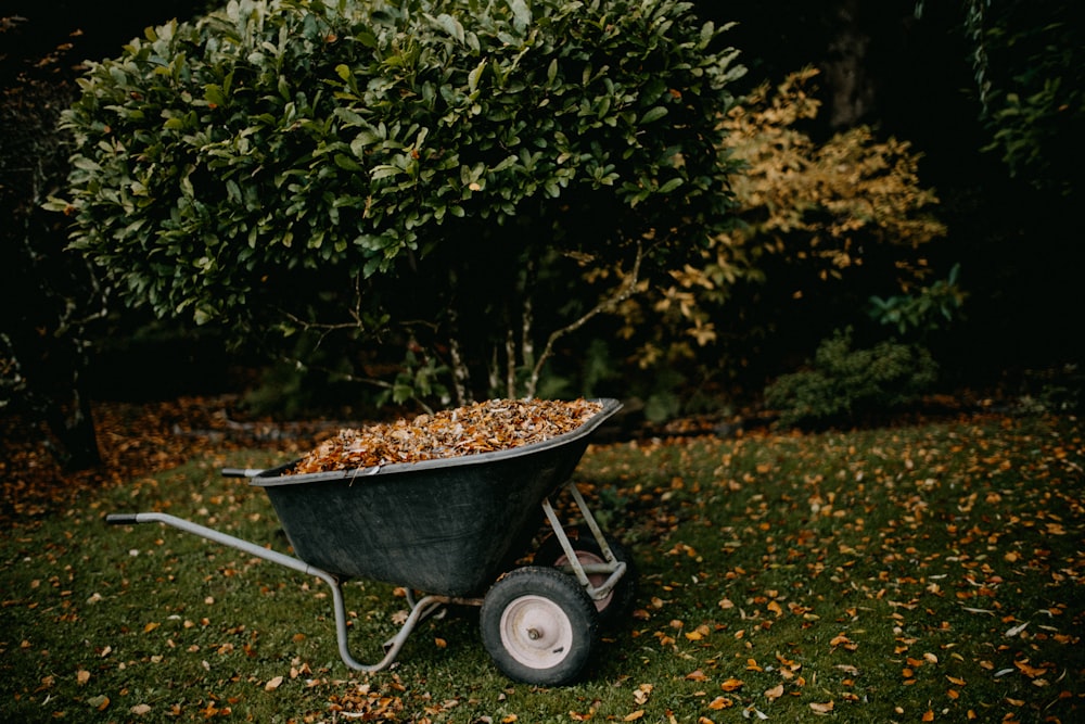 a wheelbarrow full of leaves in a yard