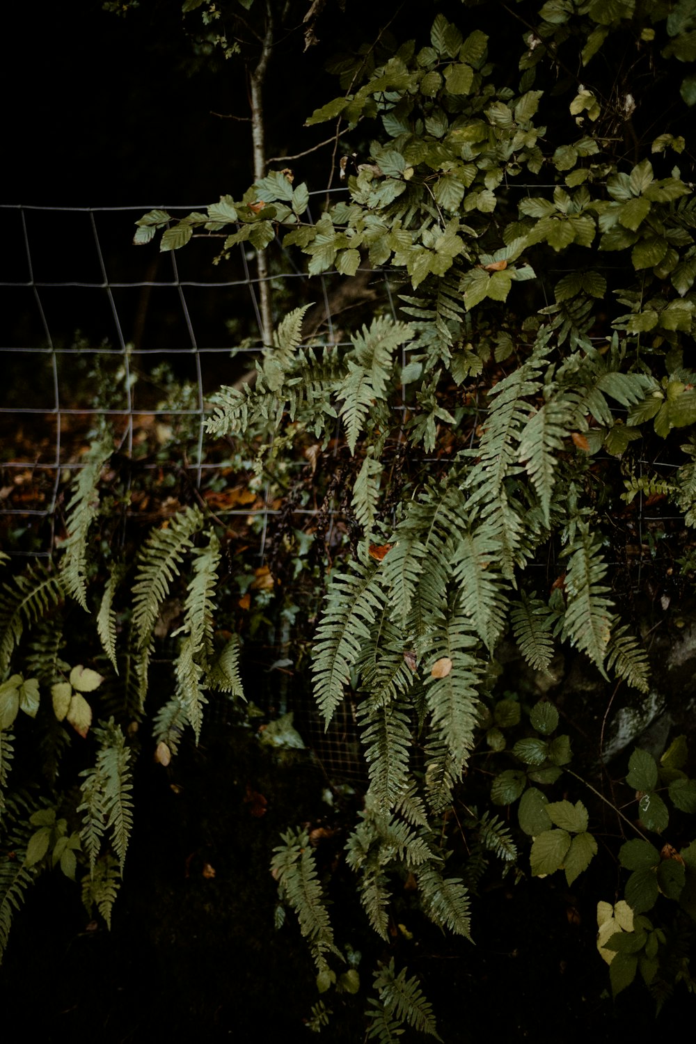 a fence with a bunch of green leaves on it