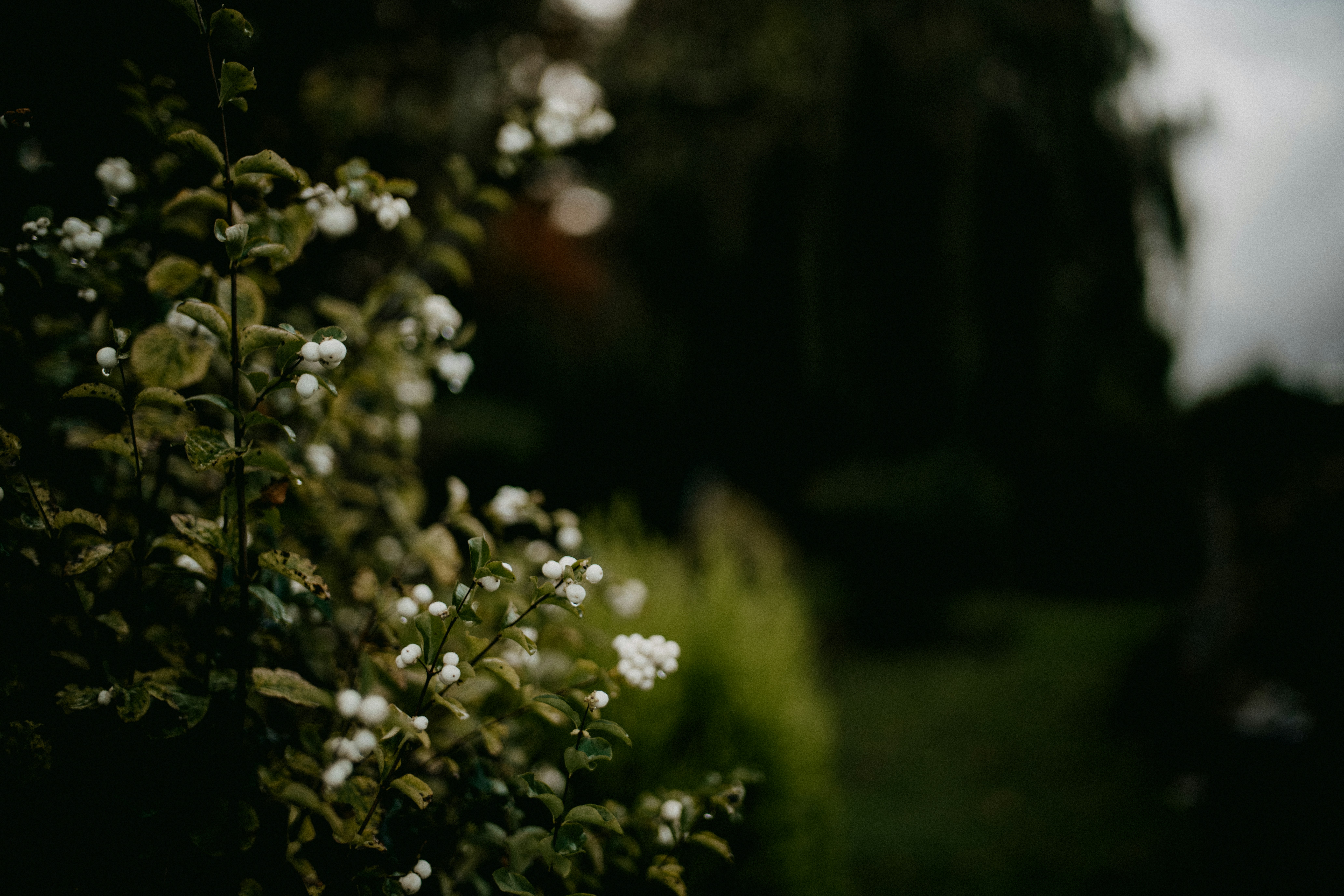 Photo by anniespratt