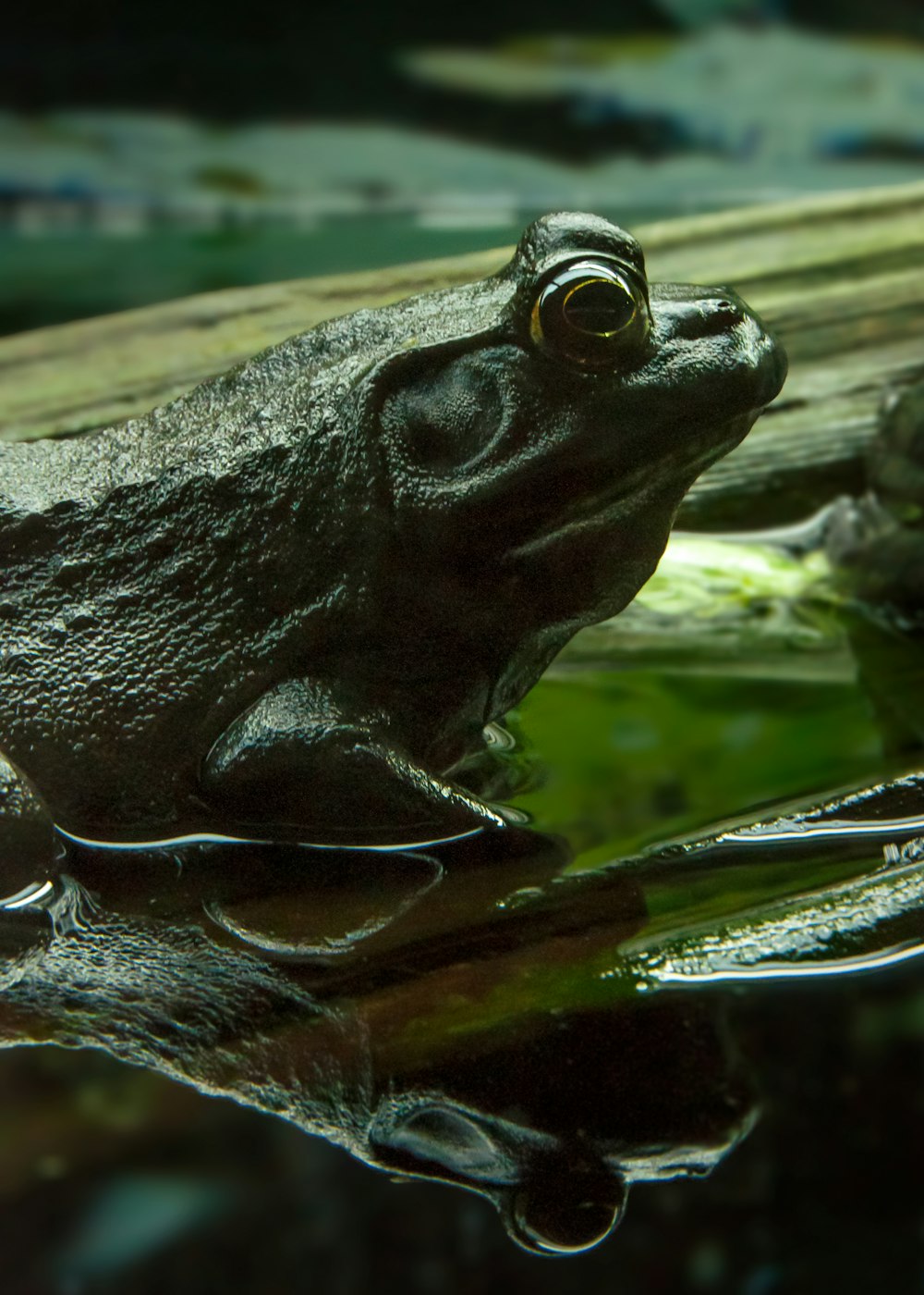 a close up of a frog in water