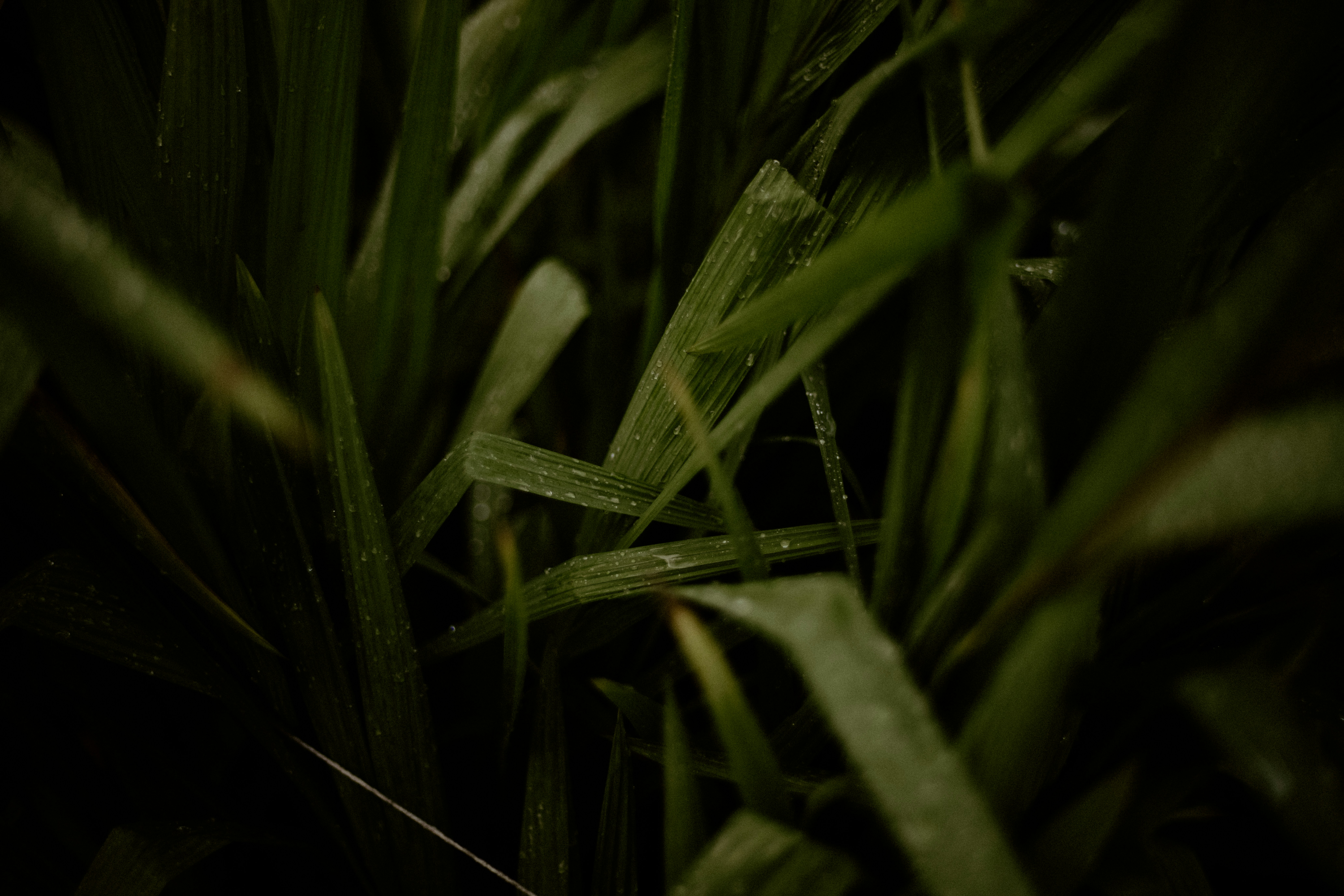 a close up of grass with water drops on it