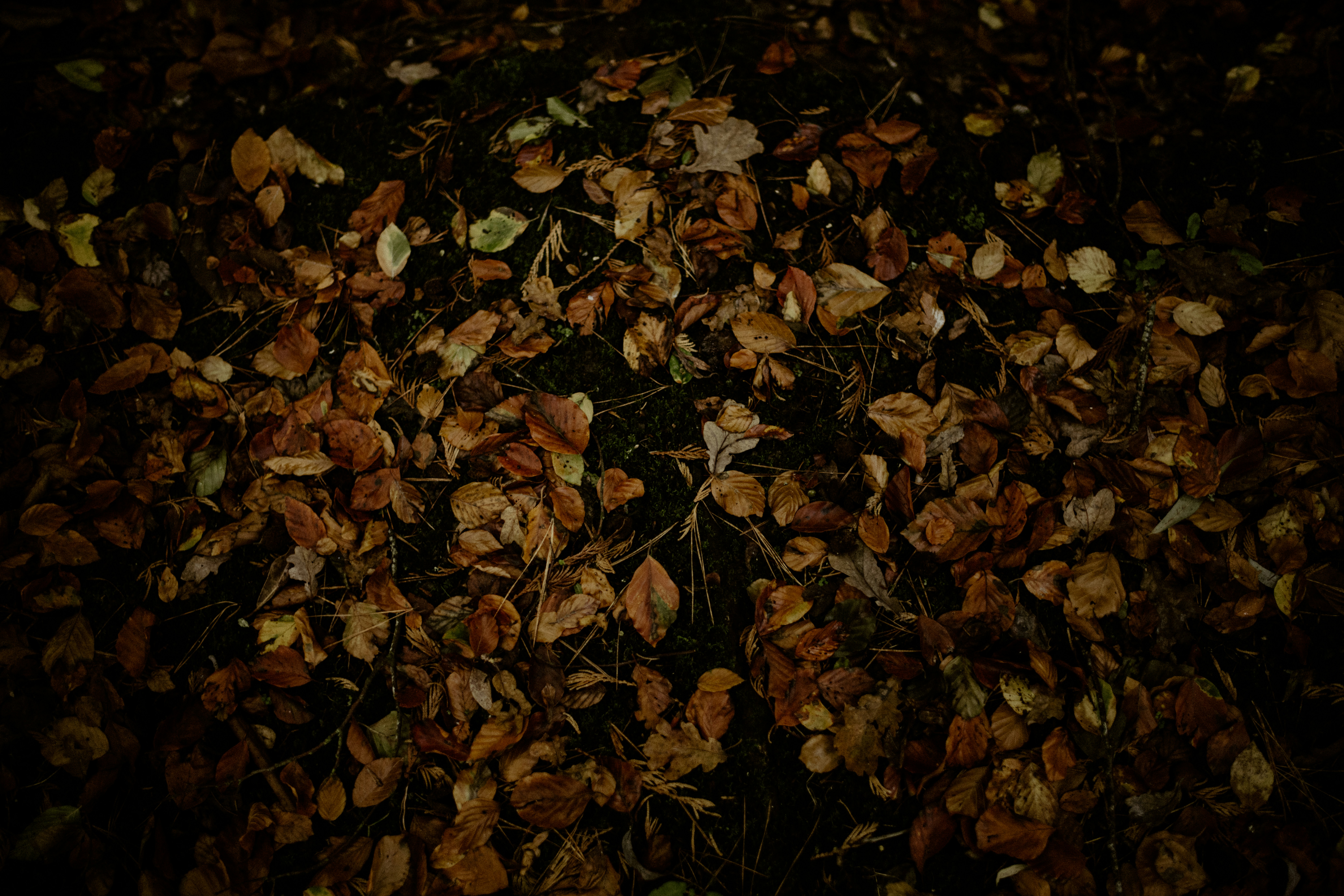 Photo by anniespratt
