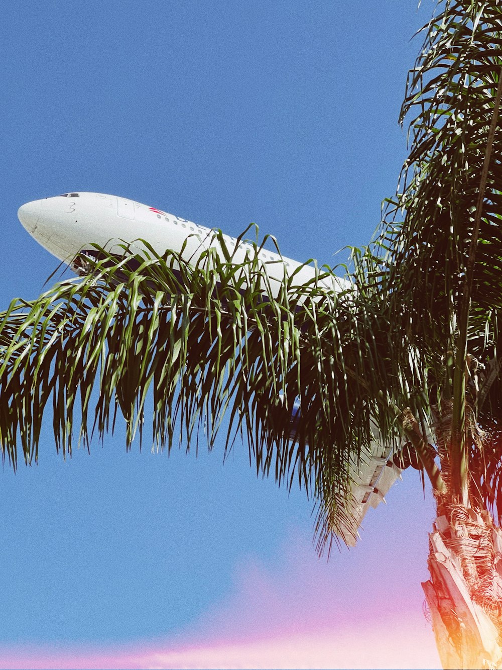 an airplane is flying over a palm tree