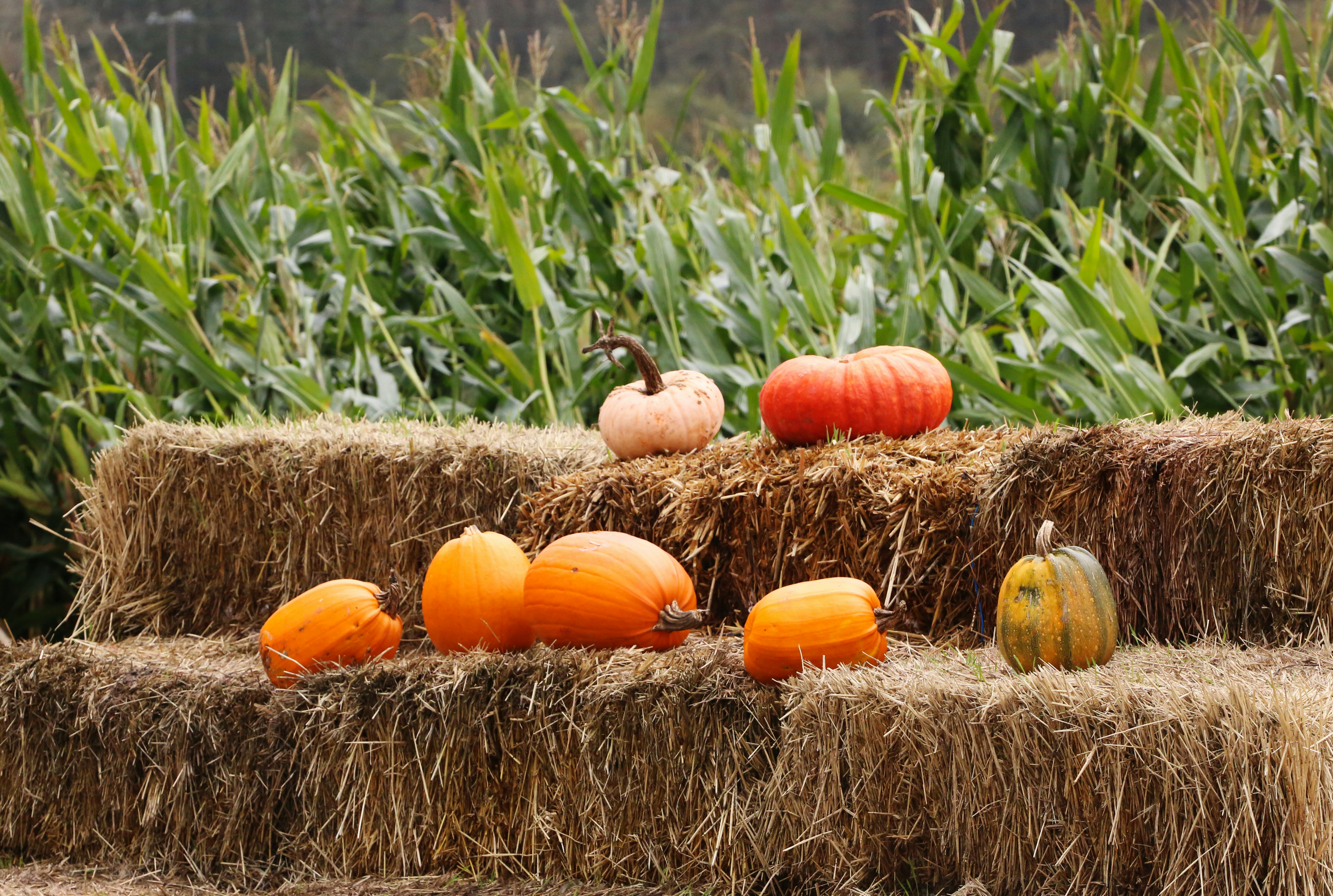 Photo by bullterriere