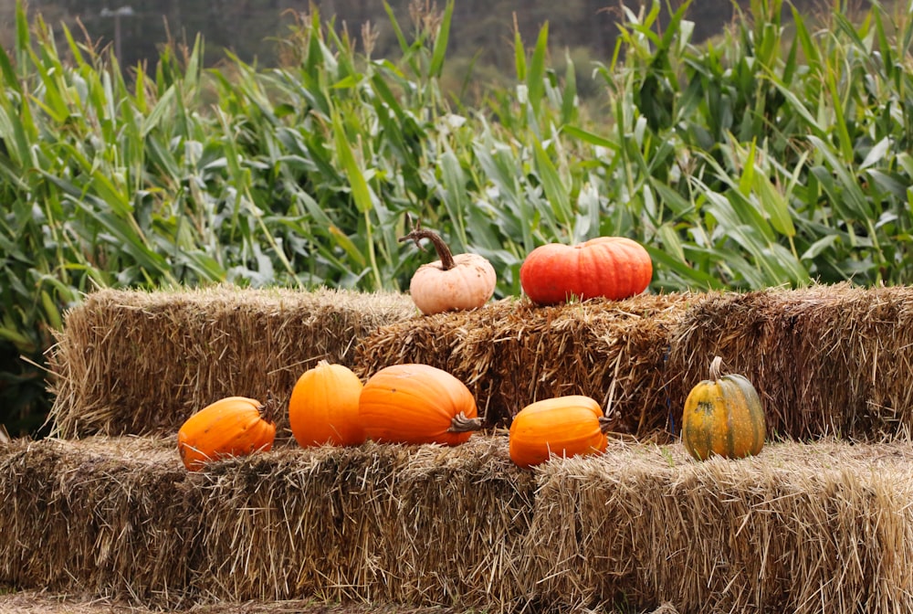 hay bales with pumpkins and corn in the background