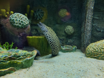 A spotted eel emerges from a rocky crevice in an underwater environment. Various types of corals, sponges, and marine vegetation surround the eel. The background consists of a rock wall with different textures and colors, creating a natural underwater scene.