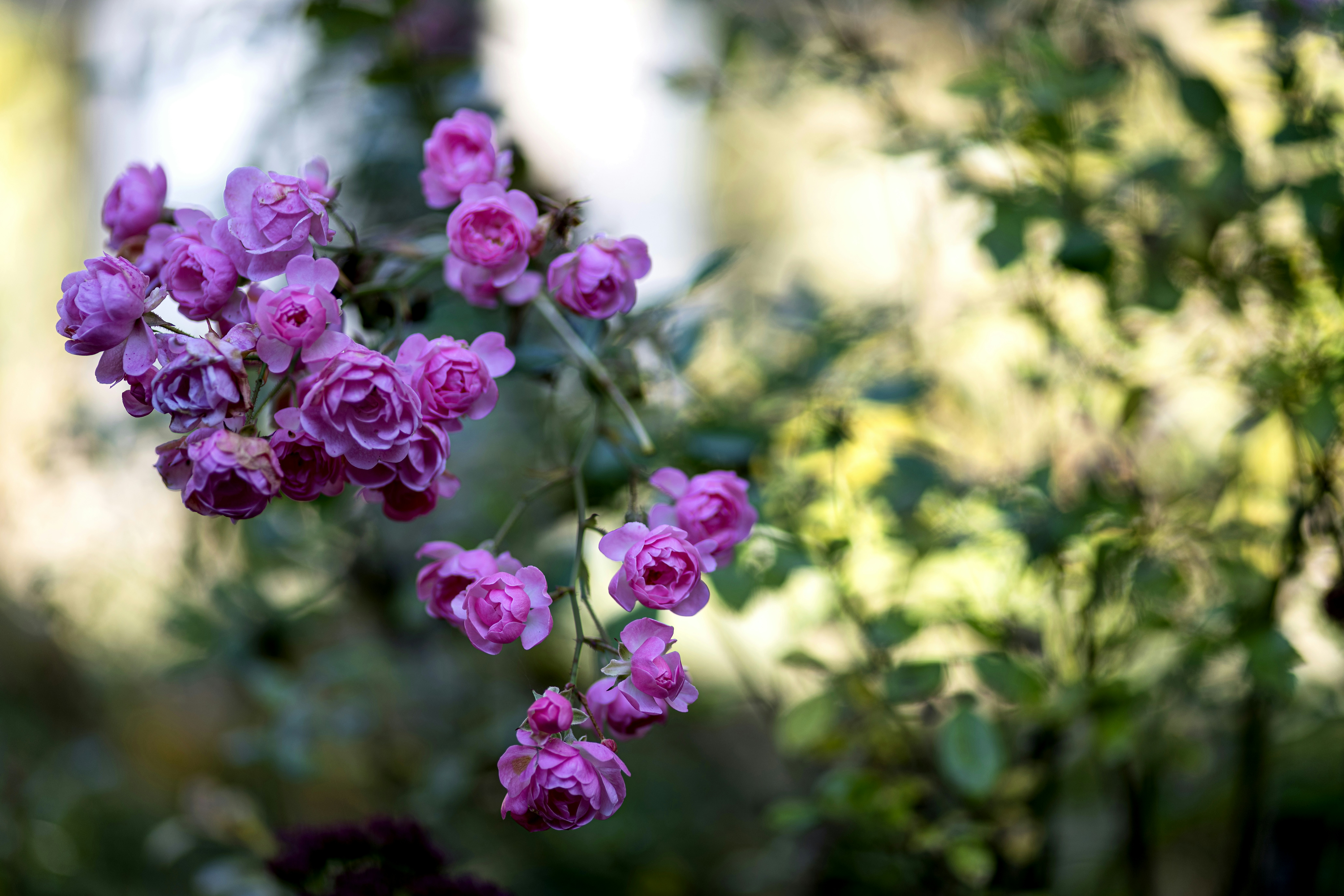 Photo by dieter_muenchen