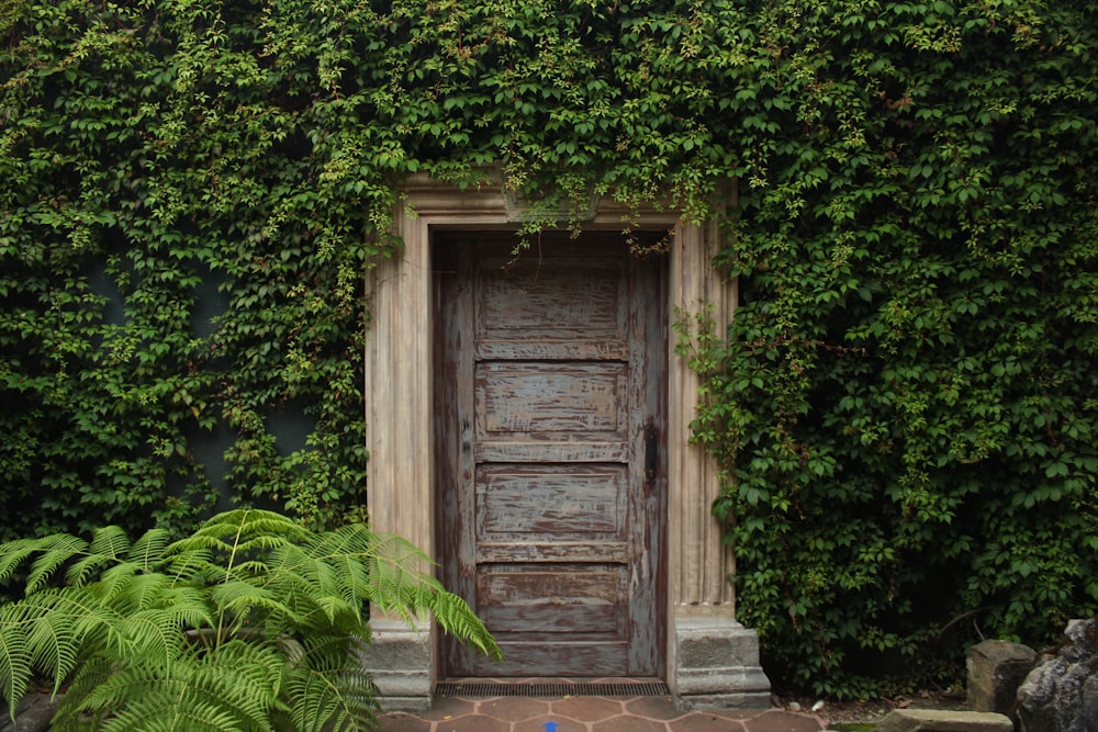 an old wooden door surrounded by green plants
