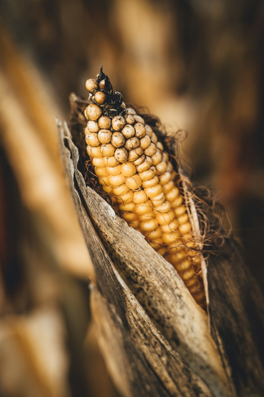 a close up of an ear of corn