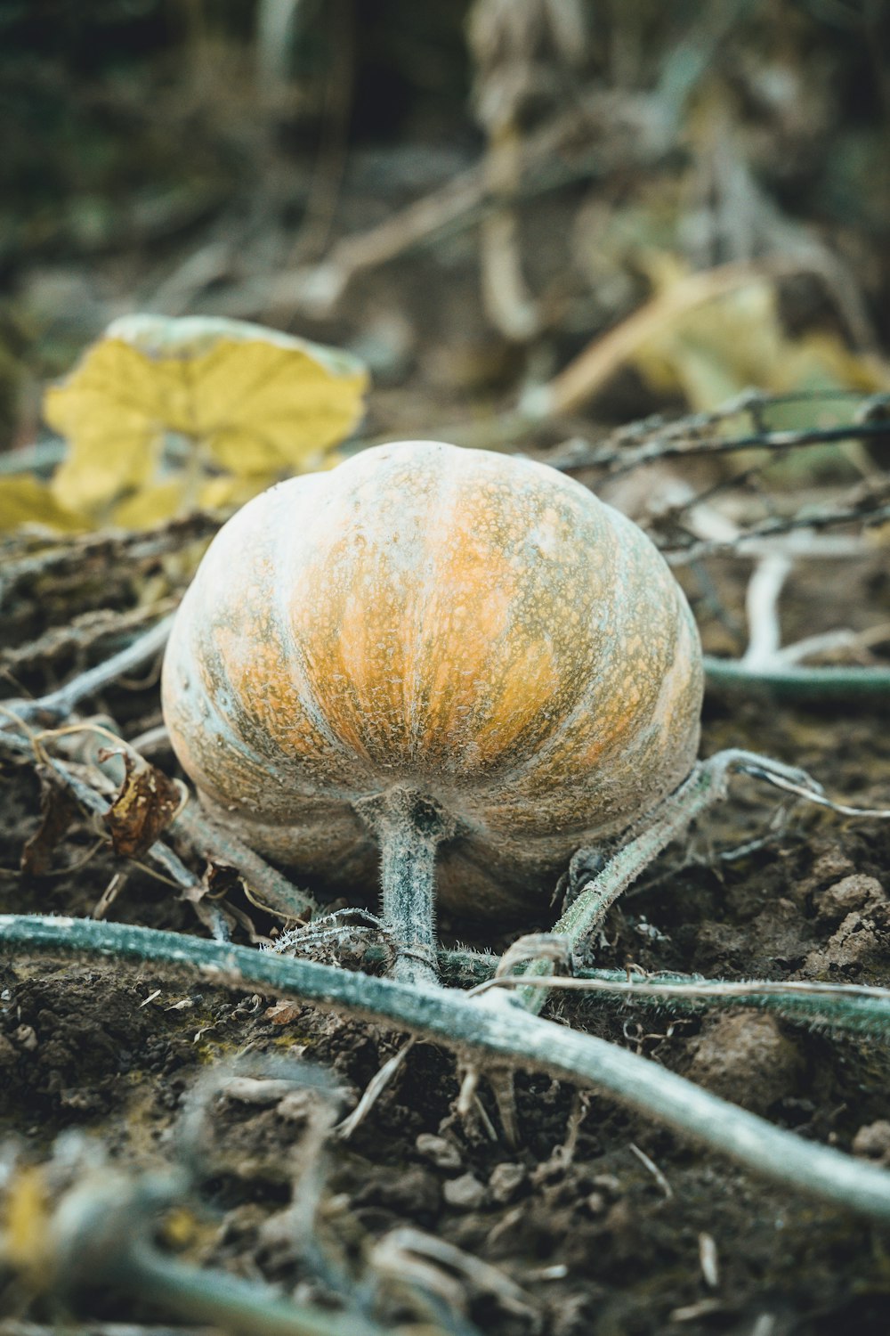 a pumpkin sitting on top of a pile of dirt