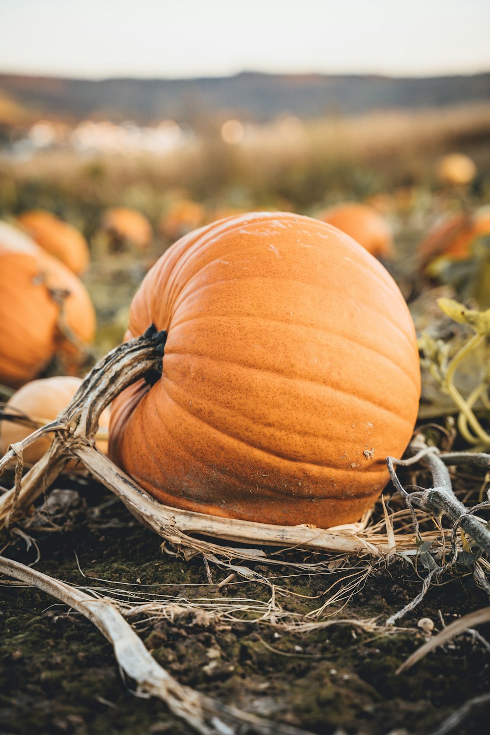 a group of pumpkins sitting on top of a field